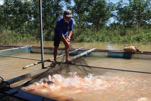Đồng Nai sẽ cấm khai thác thủy sản có thời hạn tại 3 khu vực