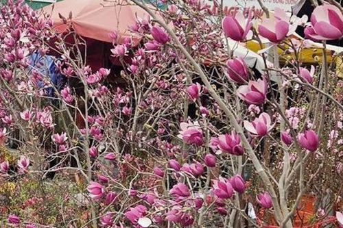 Loài hoa ngủ đông thành trào lưu sốt xình xịch trên mạng dịp Tết Bính Ngọ