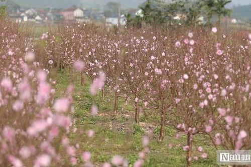 Đào nở rộ trước Tết, chủ vườn ở Nghệ An 'đứng ngồi không yên'