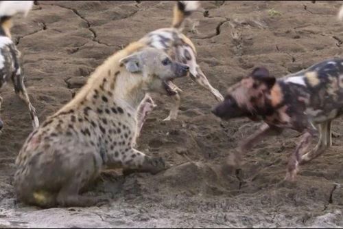 Sư tử cướp mồi, vô tình giải cứu linh cẩu đang bị chó hoang 'đánh hội đồng'