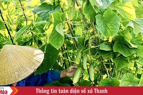 Phục tráng, phát triển giống dưa chuột nếp Hà Trung