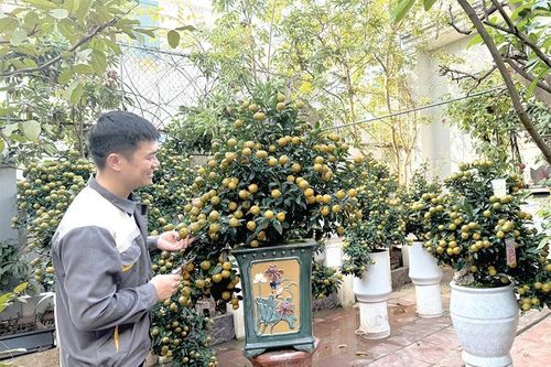 'Thổi hồn' cho quất cảnh