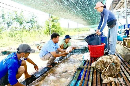 Nguồn cung cá nước ngọt dồi dào dịp Tết