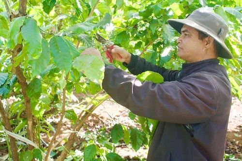 Đảng viên tiên phong, làng giảm nghèo bền vững