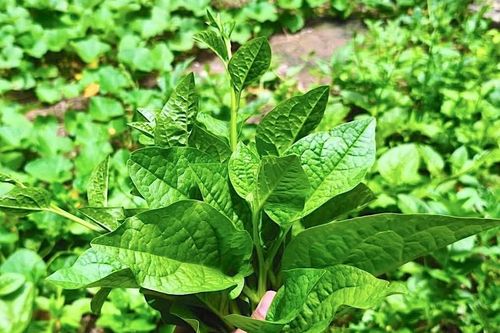 Rau mồng tơi không phù hợp với nhóm người nào?
