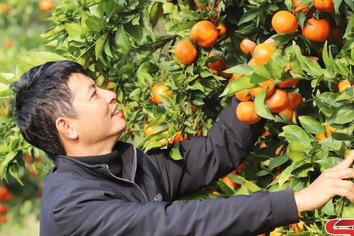 'Tư duy hàng hóa' bén rễ trên những nương đồi