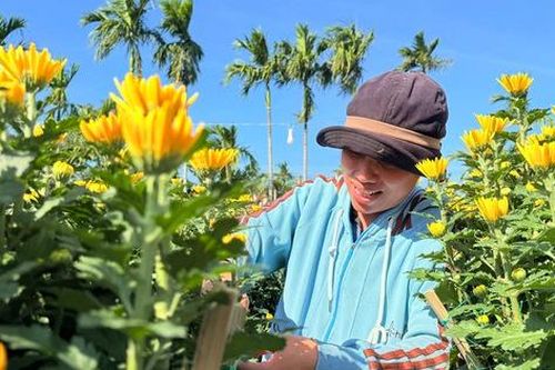 Cận cảnh làng hoa cúc lớn nhất miền Trung rộn ràng ngày cận Tết