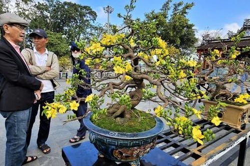 Ngắm hoàng mai Huế rực rỡ khoe sắc đón tết Bính Ngọ 2026