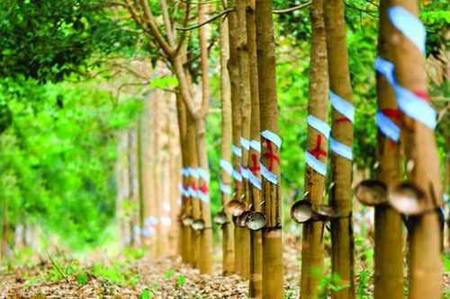 Cao su Phước Hòa (PHR): Cổ phiếu tăng trần, đặt mục tiêu lãi trước thuế 2026 hơn 950 tỷ đồng