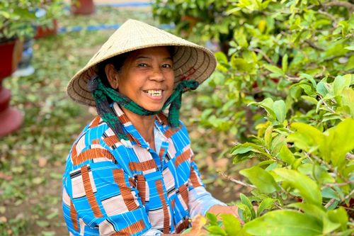 Người dân rủ nhau lặt lá mai thuê, kiếm tiền triệu tiêu Tết