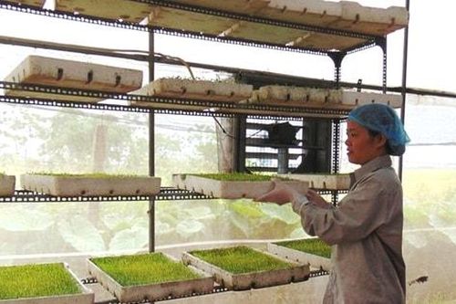 Nông dân Hà Nội bước vào vụ rau lớn nhất năm:Kỳ vọng 'được mùa, được giá'