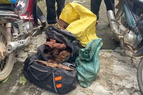 Chặn đứng vụ vận chuyển trái phép loại gỗ rừng có giá trị dược liệu bỗng 'sốt giá' gần đây
