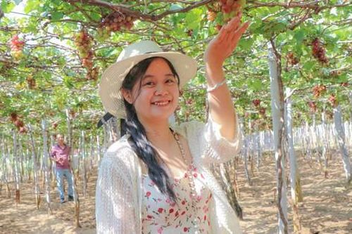 Cận Tết, làng nho ở Khánh Hòa tất bật vào vụ quan trọng nhất năm, nông dân kỳ vọng Tết đủ đầy