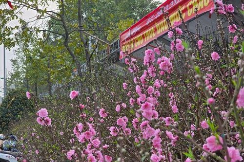 Hoa, cây cảnh tràn ngập trên các tuyến phố ở Thanh Hóa