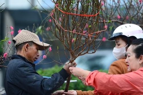 Hoa Tết rực rỡ sắc xuân, người Hà Nội rục rịch sắm Tết