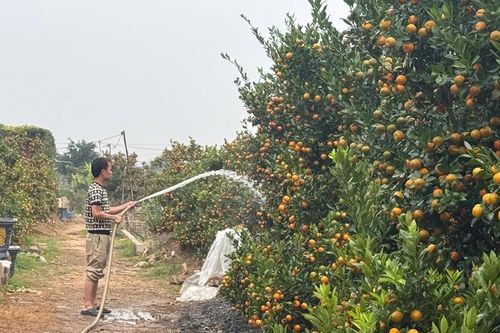 Hà Nội: Đào, quất 'vào vụ'