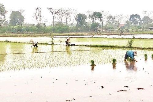Nông dân nô nức xuống đồng gieo cấy lúa đông xuân