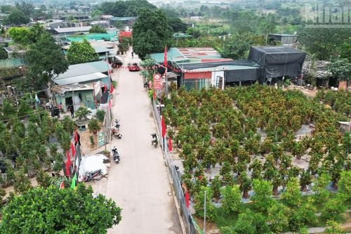 Hà Nội: Đào, quất tại nhà vườn vào vụ Tết vẫn giữ mức giá ổn định