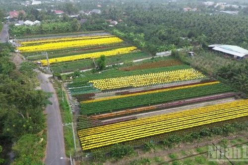 Đồng Tháp bố trí chợ hoa xuân để người dân chủ động tiêu thụ hoa nở sớm