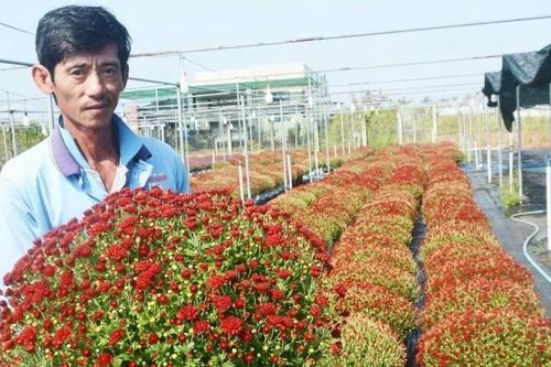 Thành công nhờ trồng cúc mâm xôi giống mới