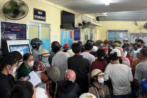 Vĩnh Long: Các địa phương ra văn bản không bắt buộc giấy xác nhận nguồn gốc hoa, cây cảnh