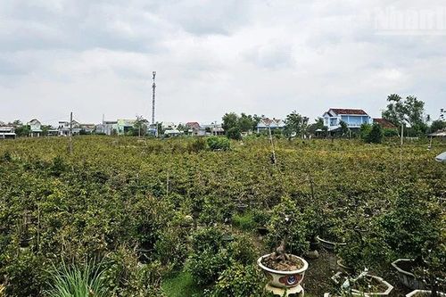 Mai vàng miền trung rộn ràng vào vụ Tết