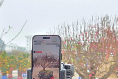 Livestream bán đào giữa chợ Tết Phú Thọ, chốt đơn hàng chục triệu