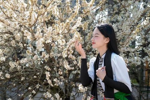 Mận trắng nở rộ trên đỉnh Fansipan, du khách mê mẩn như lạc chốn cổ tích