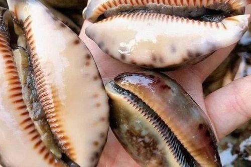 Đặc sản nghe tên 'ngượng đỏ mặt' 150.000 đồng/kg đắt khách