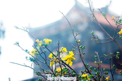 Hoàng mai hoa khoe sắc ở kinh đô Huế