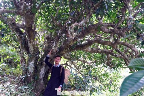 Bí thư chi bộ Gen Z muốn khách hàng 'nhấp một ngụm trà, thấy cả một không gian văn hóa'