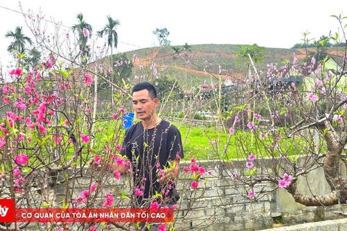 Đào nở sớm, nhà vườn lo thất thu