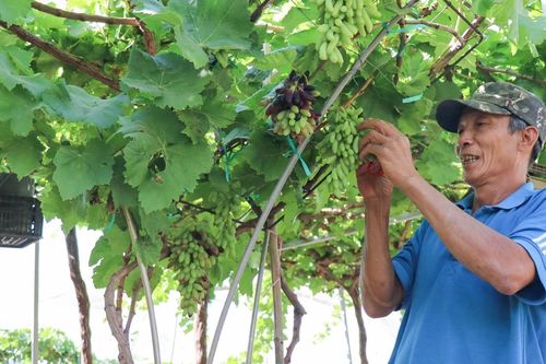 Nho cảnh Khánh Hòa 'hút hàng' dịp Tết, giá lên tới 3,5 triệu đồng/chậu