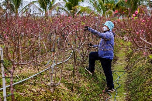 Đào ở vườn bung nở rực rỡ, nông dân chi tiền triệu mỗi ngày để kìm hãm