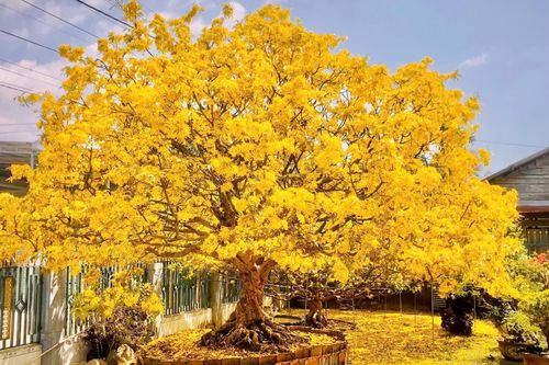 Chủ nhân cây mai cổ 10 tỷ nói lý do không muốn bán 'hàng hiếm'