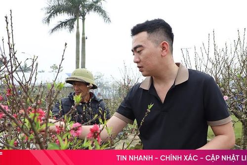 Thị trường cây cảnh Tết tại Hà Tĩnh: Đa dạng chủng loại, mức giá