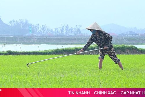 Bám đồng chăm lúa, phòng sớm sâu bệnh hại