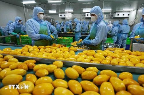 Triển khai nghiêm túc các biện pháp kiểm dịch thực phẩm đảm an toàn dịp Tết