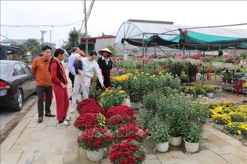 Sắc xuân rực rỡ tại các nhà vườn ở Ninh Bình