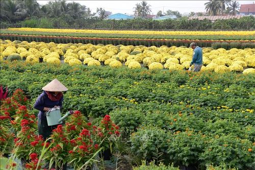 Để hoa cảnh Đồng Tháp vươn xa