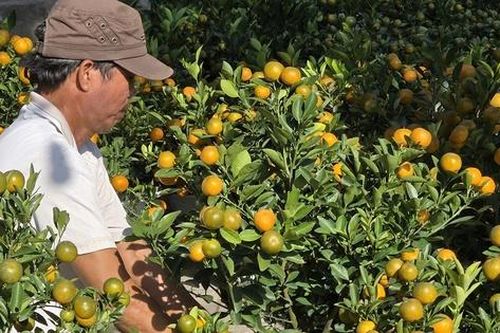 Hoa Tết xuống phố rực rỡ, người mua 'ngó nhiều hơn mua'