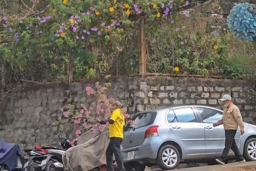 Chặt mai anh đào chơi Tết, hai người đàn ông bị công an mời làm việc