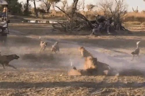 Bị bao vây tứ phía, sư tử mẹ quyết chiến với đàn chó hoang để con chạy thoát