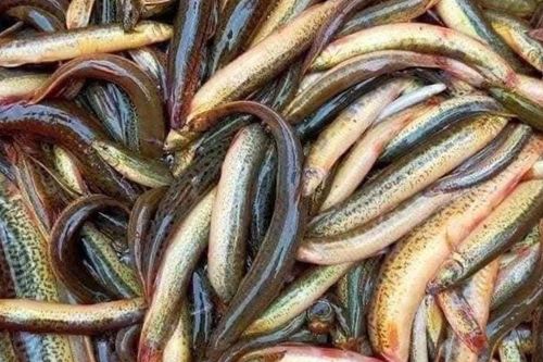 Loài cá từng bị chê vì 'nhớt nhèo', nay thành đặc sản được lùng mua
