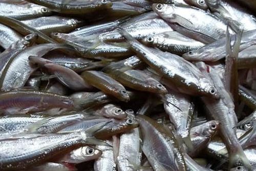 Loại cá nước ngọt chỉ bằng ngón tay ở Phú Thọ, kho với tương thì hao cơm đến lạ
