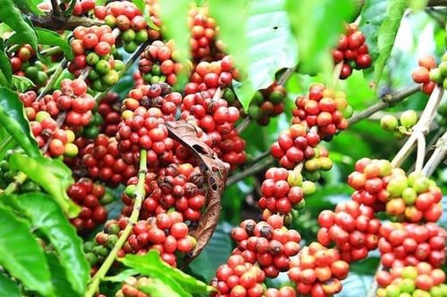Giá nông sản hôm nay (4/2): Giá cà phê và hồ tiêu đồng loạt lao dốc