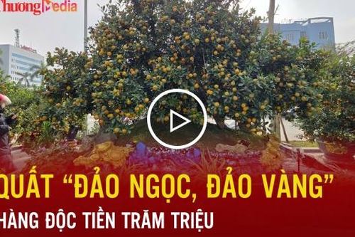 Quất 'đảo ngọc, đảo vàng' – hàng độc tiền trăm triệu