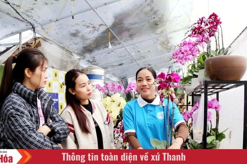 Khởi nghiệp, làm giàu từ hoa lan