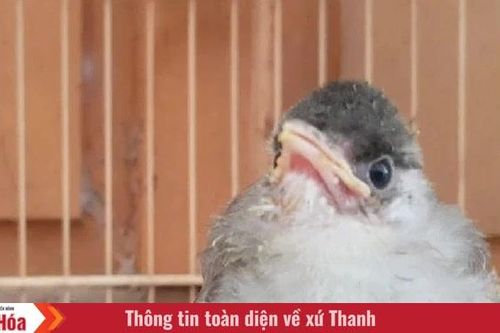 Tôi là Tiểu Bạch và đây là chuyện của lũ mèo chúng tôi: Câu chuyện thứ 16 - Chào mào Sữa