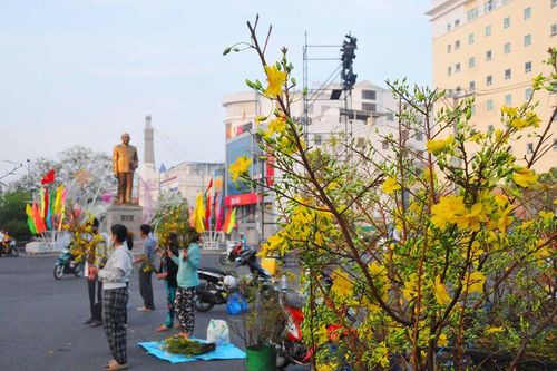 Bên gốc mai vàng ngày xuân